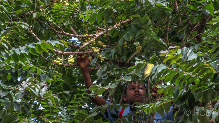Kind erntet Früchte in einem Baum