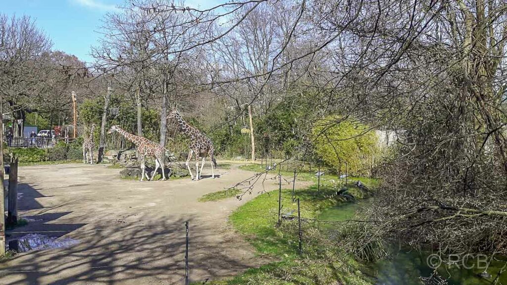 Giraffen im Zoo Duisburg
