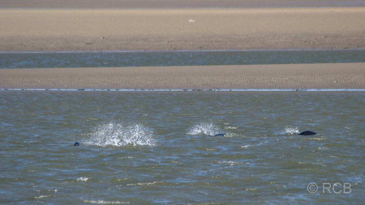 Seehunde im Wasser