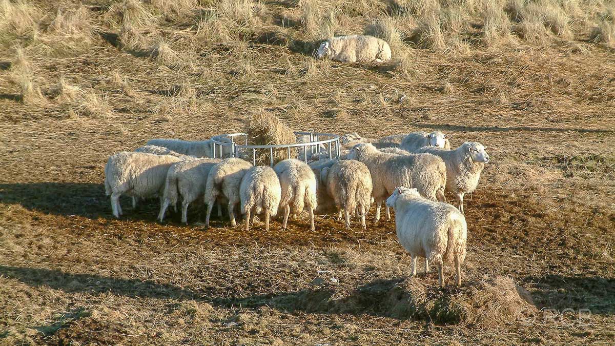 Futterstelle für Schafe