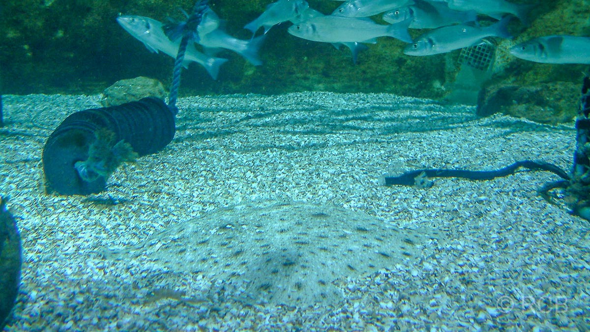 Sylt-Aquarium
