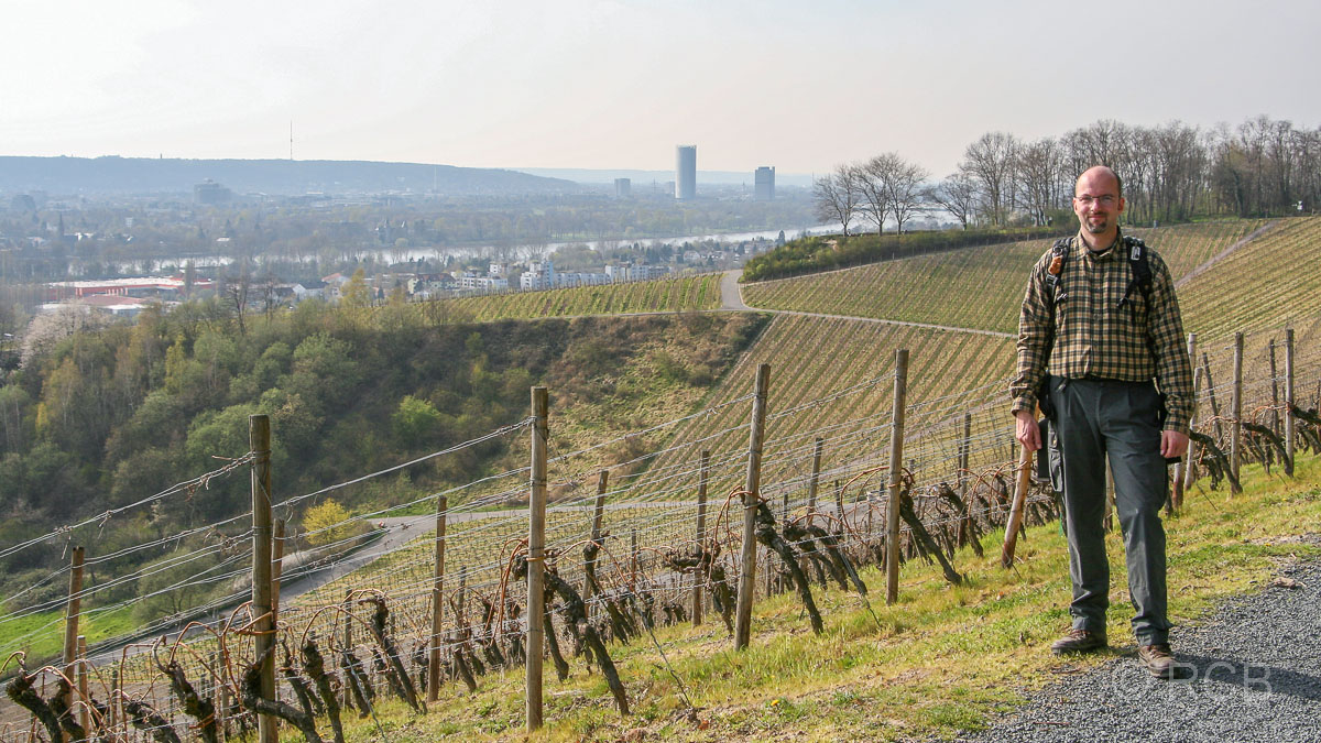 bei Oberdollendorf, der nördlichsten Weinlage am Rhein, im Hintergrund Bonn