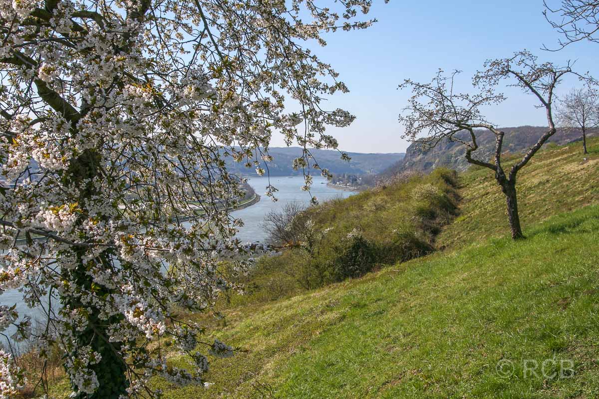 Obstblüte am Rhein