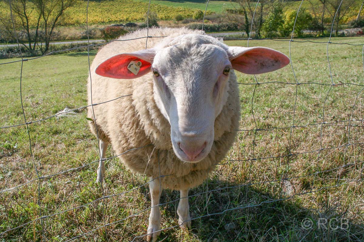 neugieriges Schaf