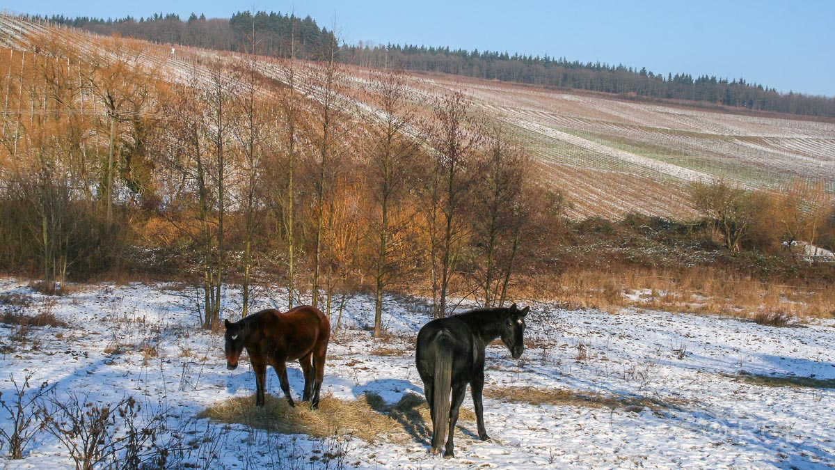 Pferde im Winter auf einer Weide