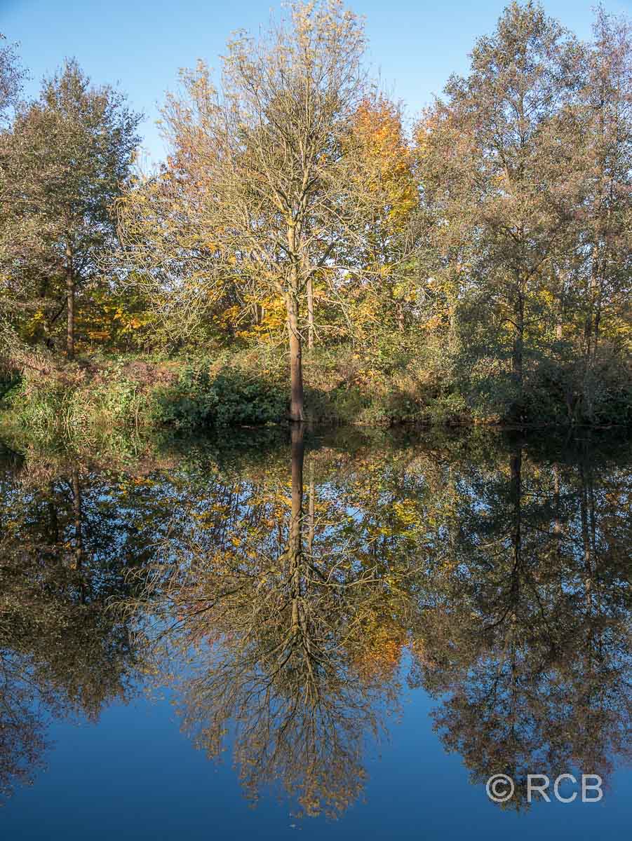 Spiegelbild eines Baumes im Wasser