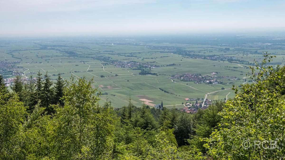 Weitblick über die Weinberge der Pfalz