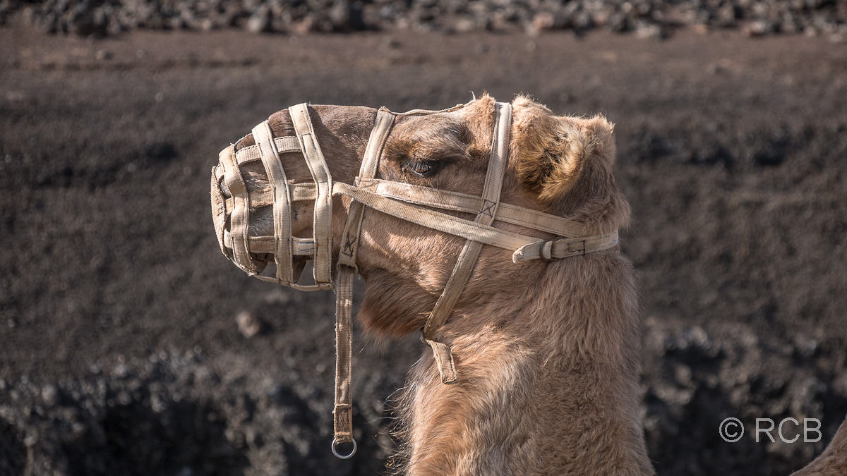 Kamelporträt