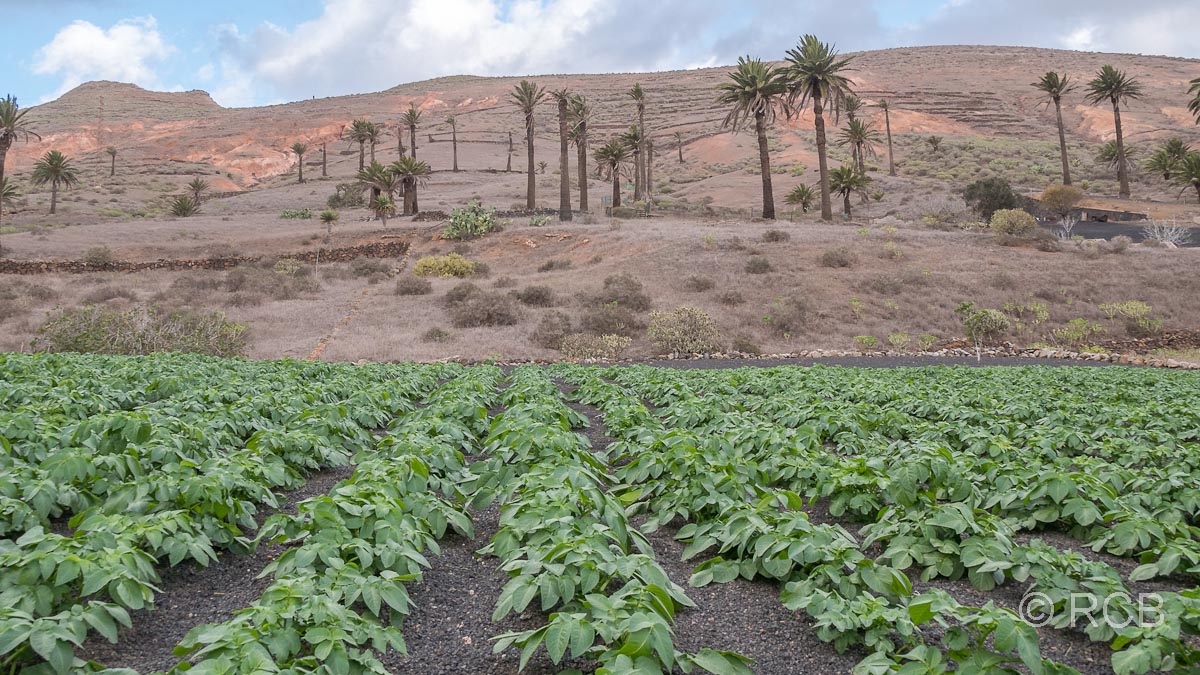 Gemüsebeete im Valle del Rincón