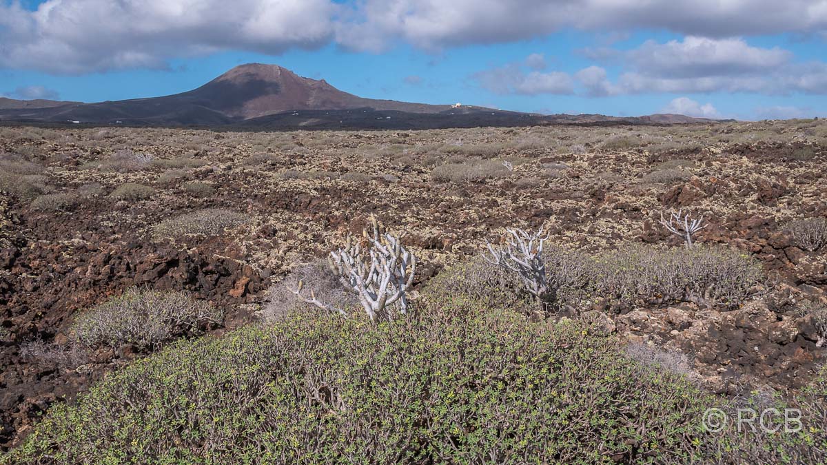 Blick über das Malpaís im Norden Lanzarotes mit dem Vulkan La Corona