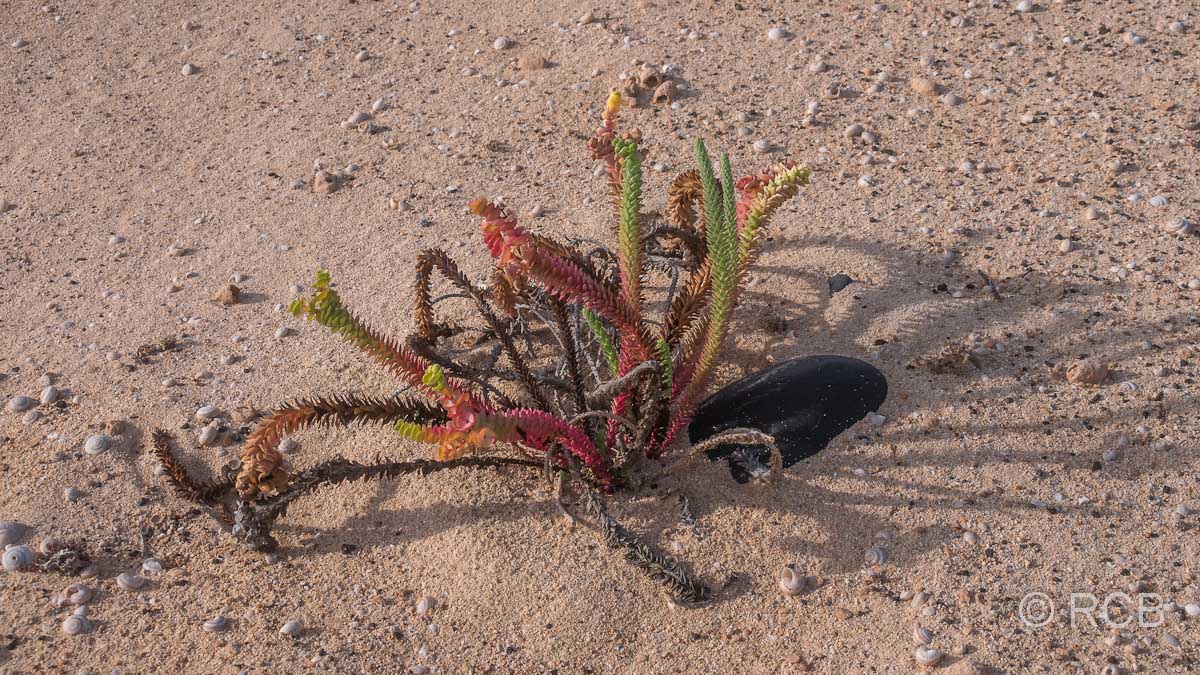 bunte Pflanze am Strand