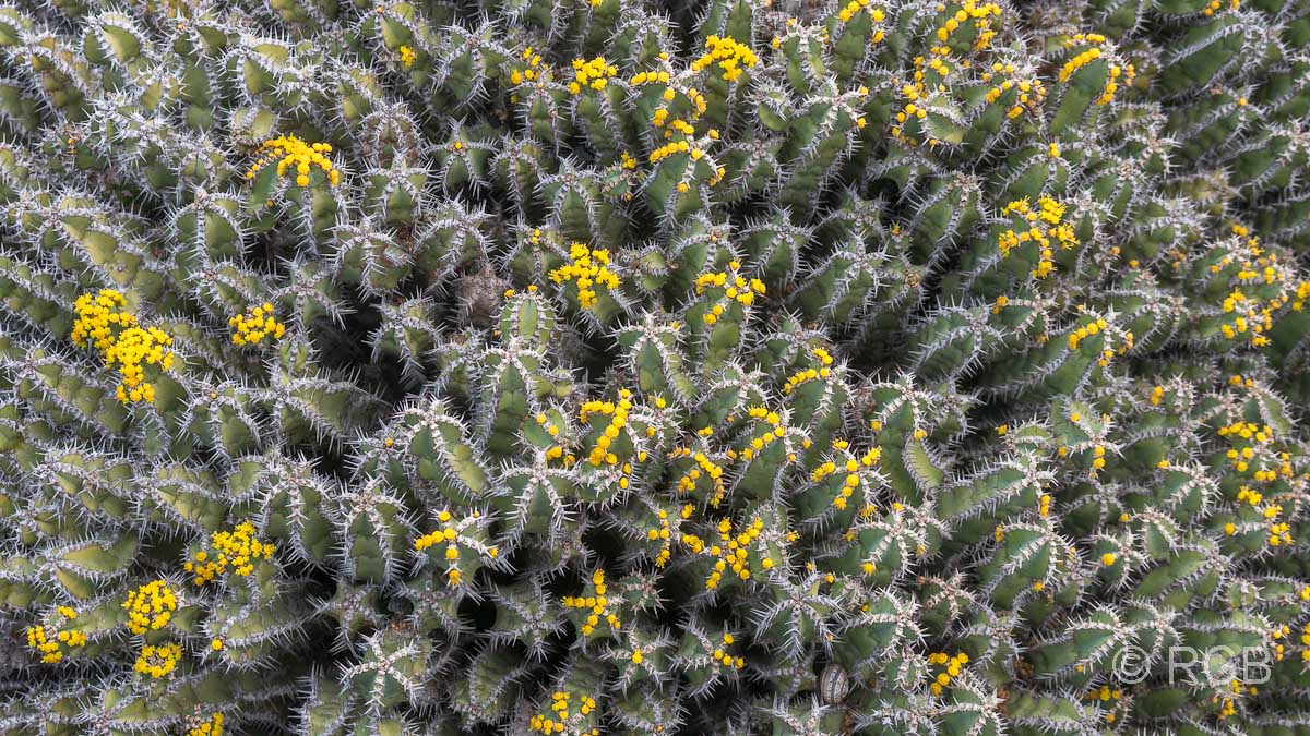 im Jardin de Cactus
