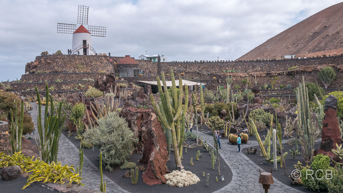 Jardin de Cactus mit Gofiomühle