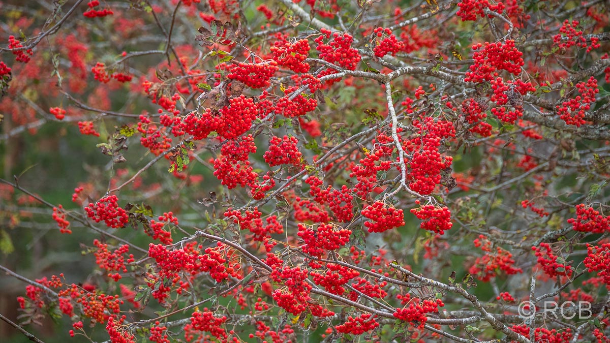 rote Beeren am Baum