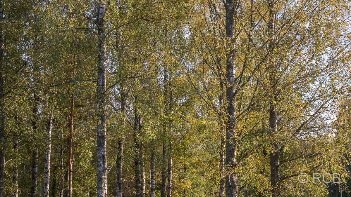 Laubfärbung im Birkenwald