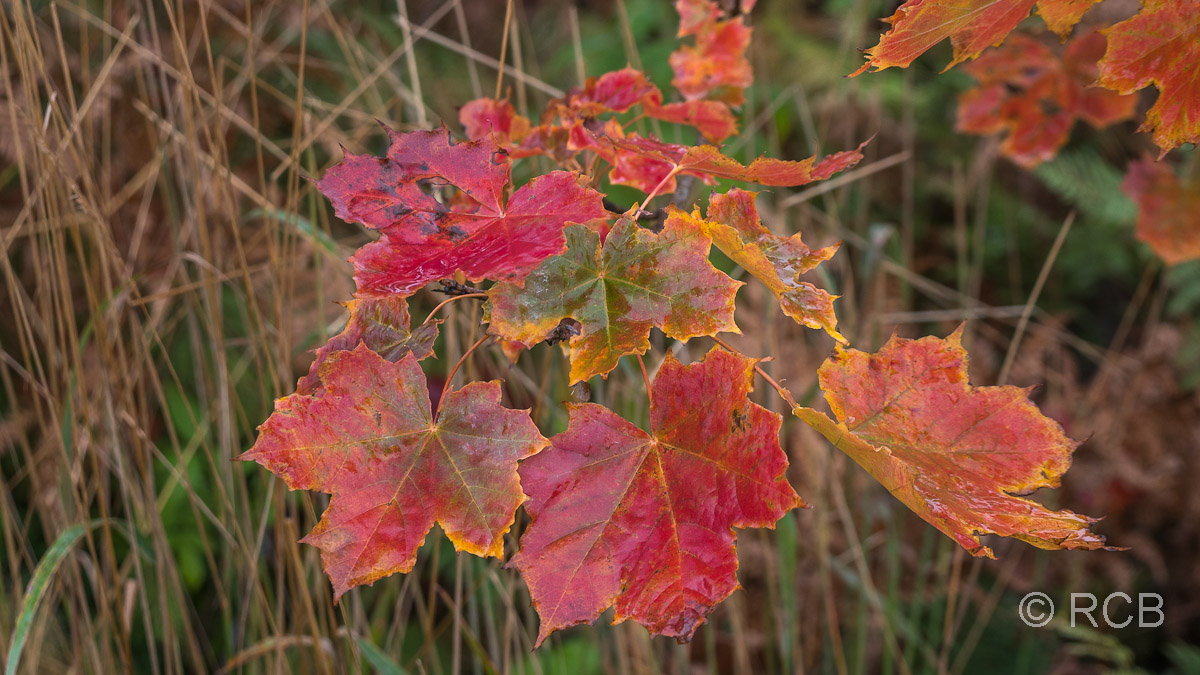 Laub in Herbstfarben