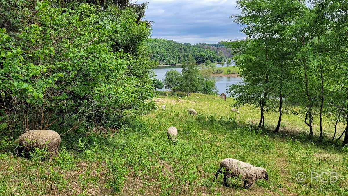 Schafweide am Ufer der Wuppertalsperre