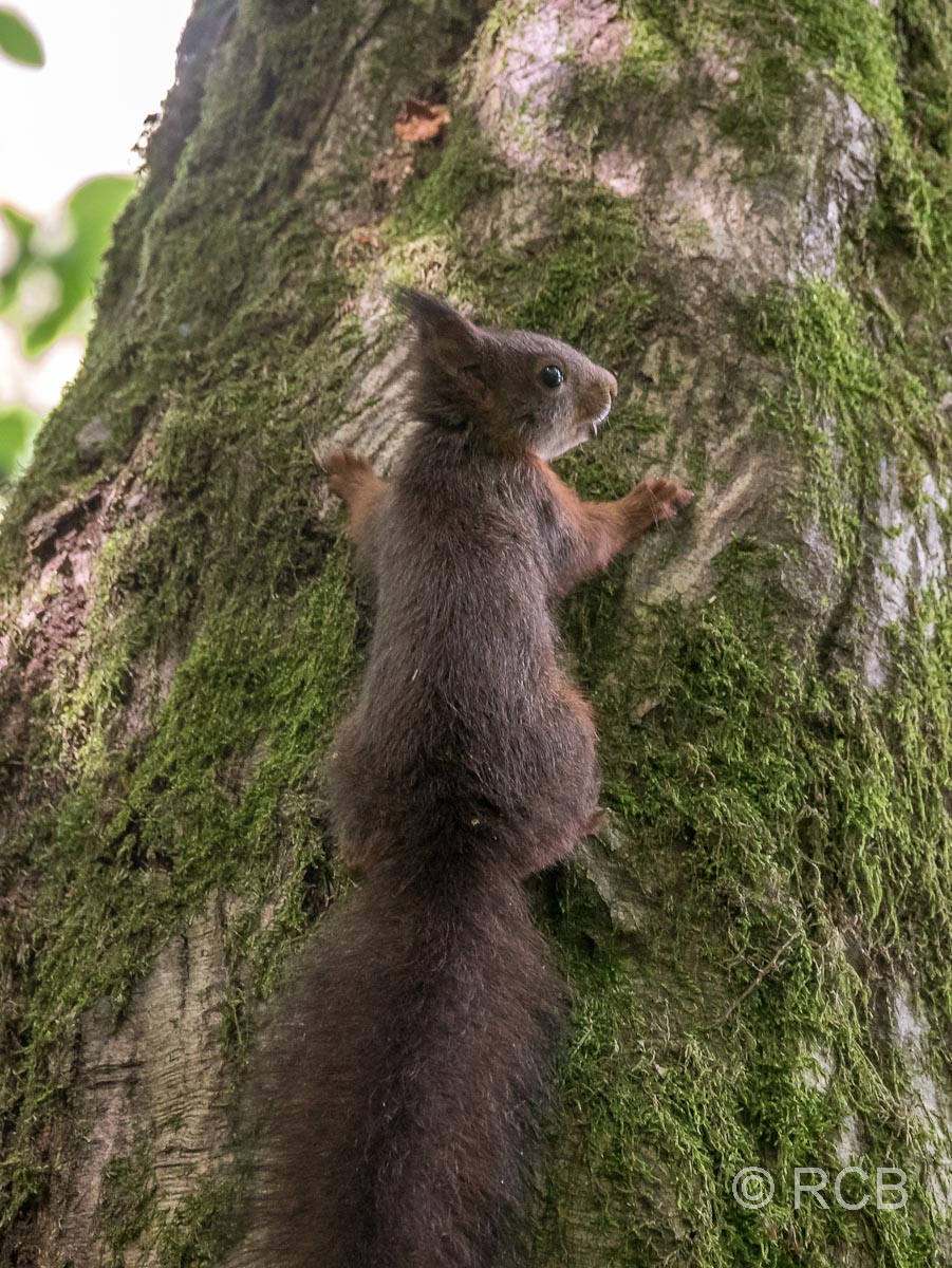 neugieriges Eichhörnchen