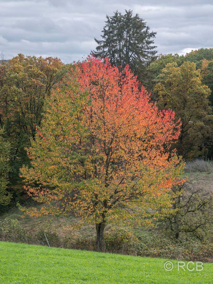 zweifarbiger Baum
