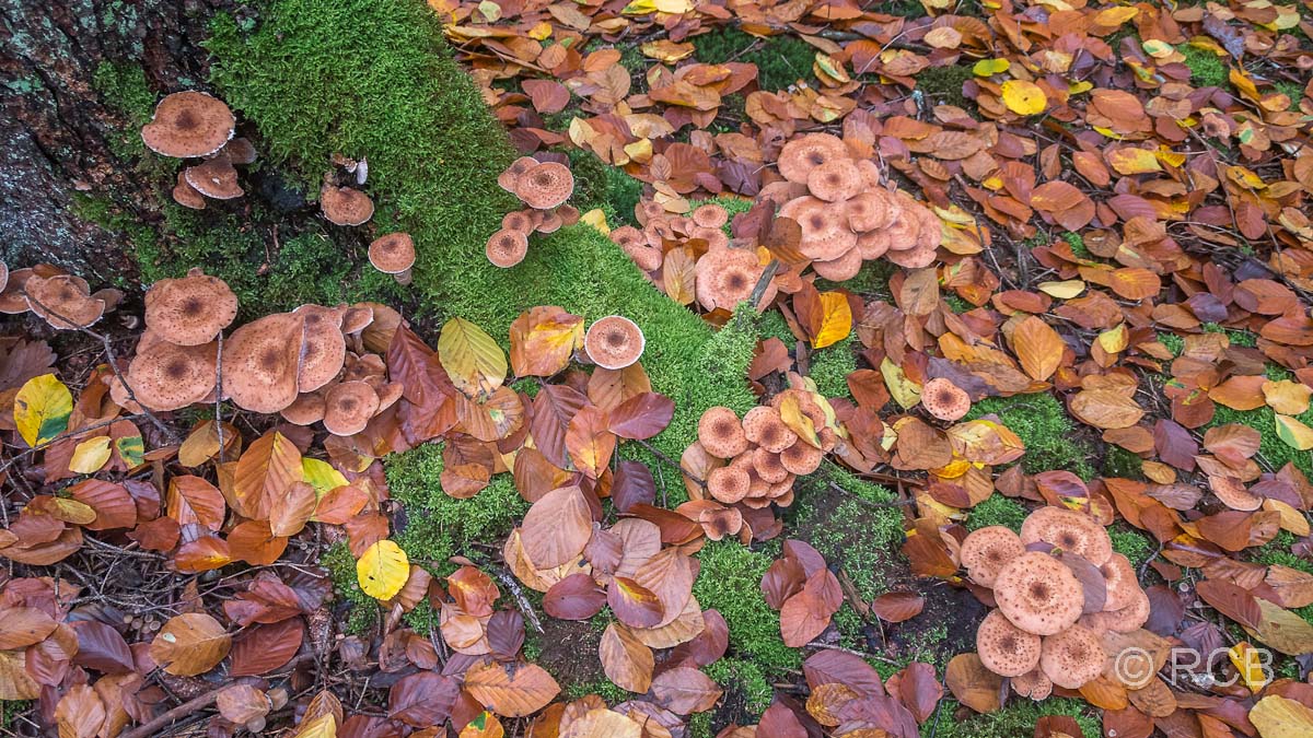 Pilze im Laub - kaum zu unterscheiden
