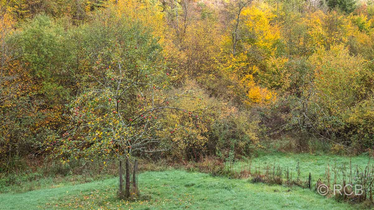 Apfelbaum vor Herbstwald