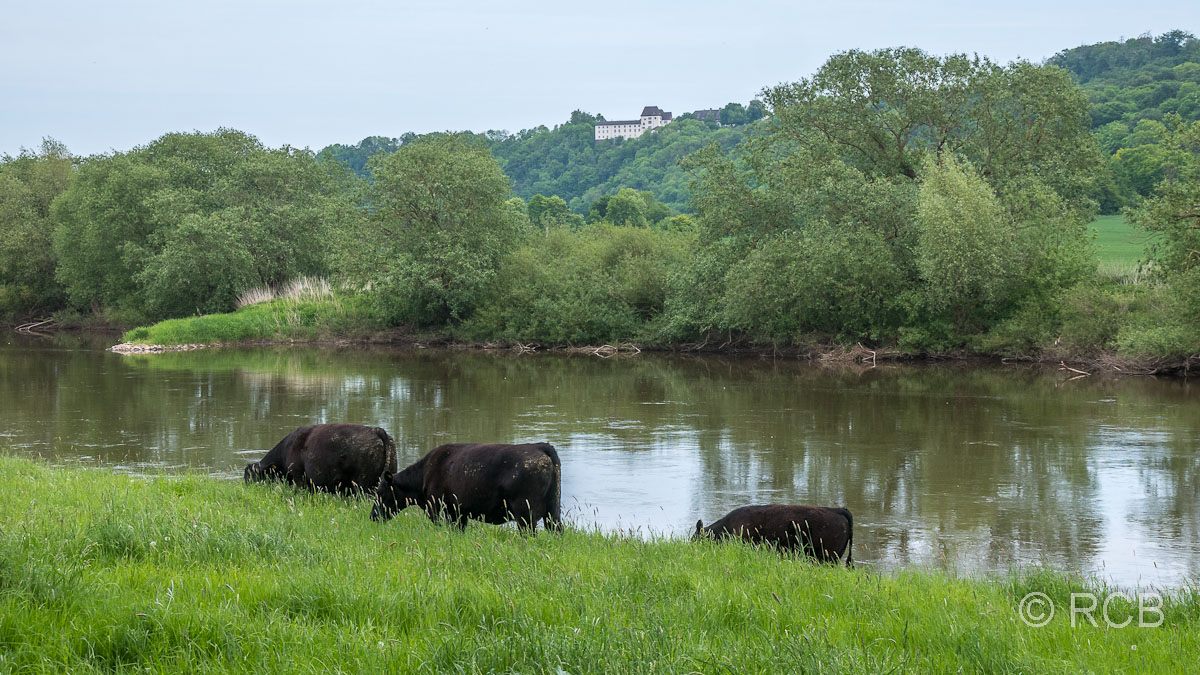 Kühe am Weserufer, am Horizont das Schloss Fürstenberg