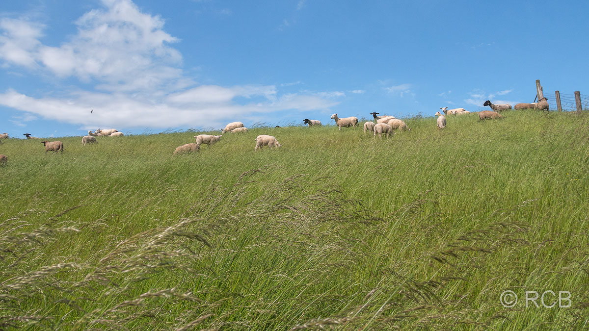 Schafe auf dem Weserdeich