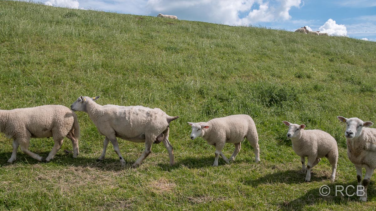 Schafe am Weserdeich