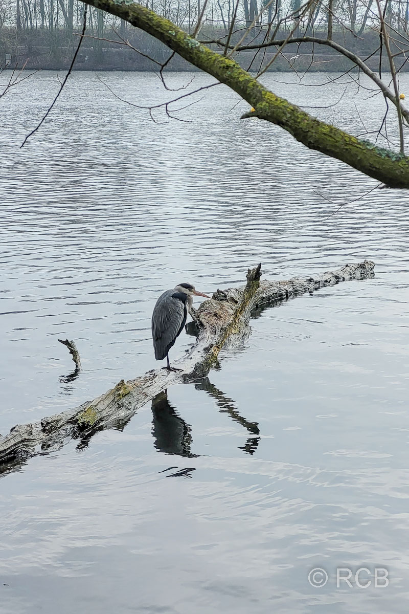 Graureiher am Abtskücher Teich