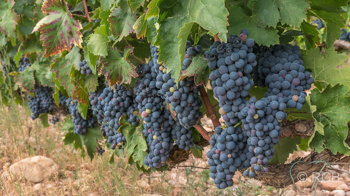 Trauben für den berühmten Rioja-Wein