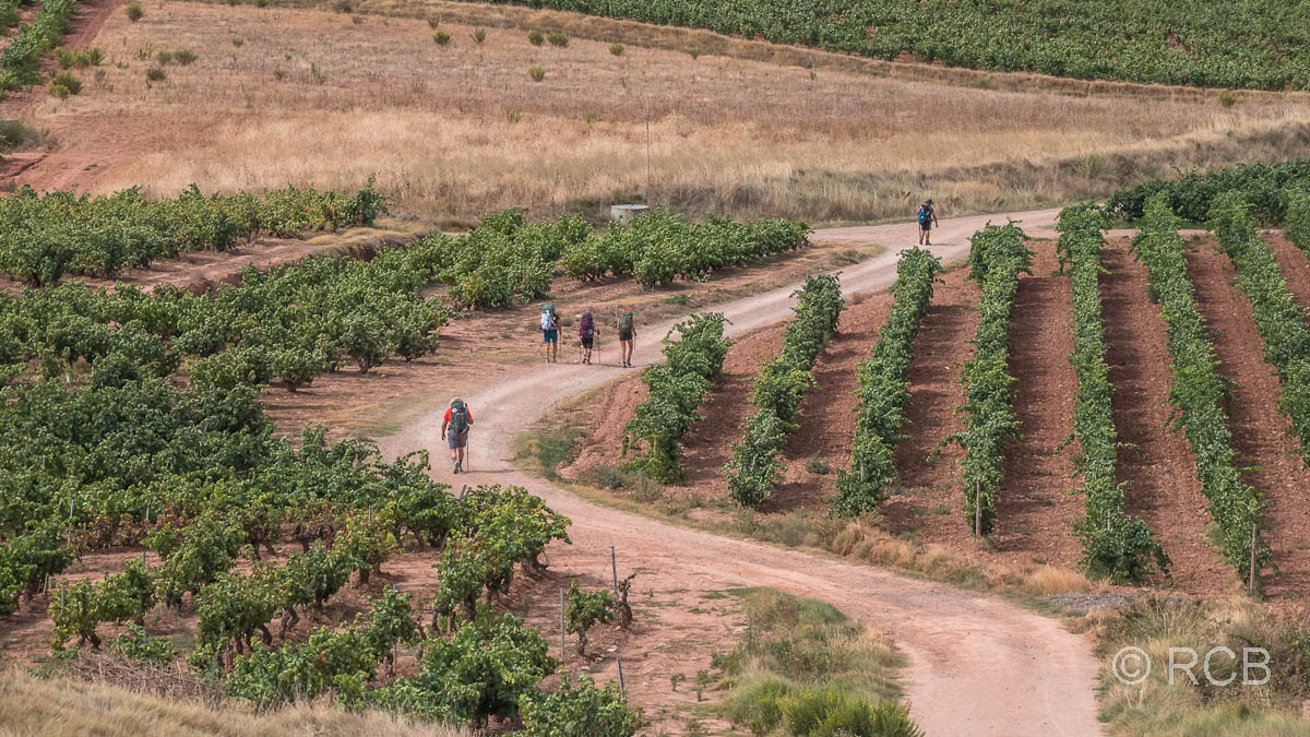Weg durch die Weinberge in La Rioja