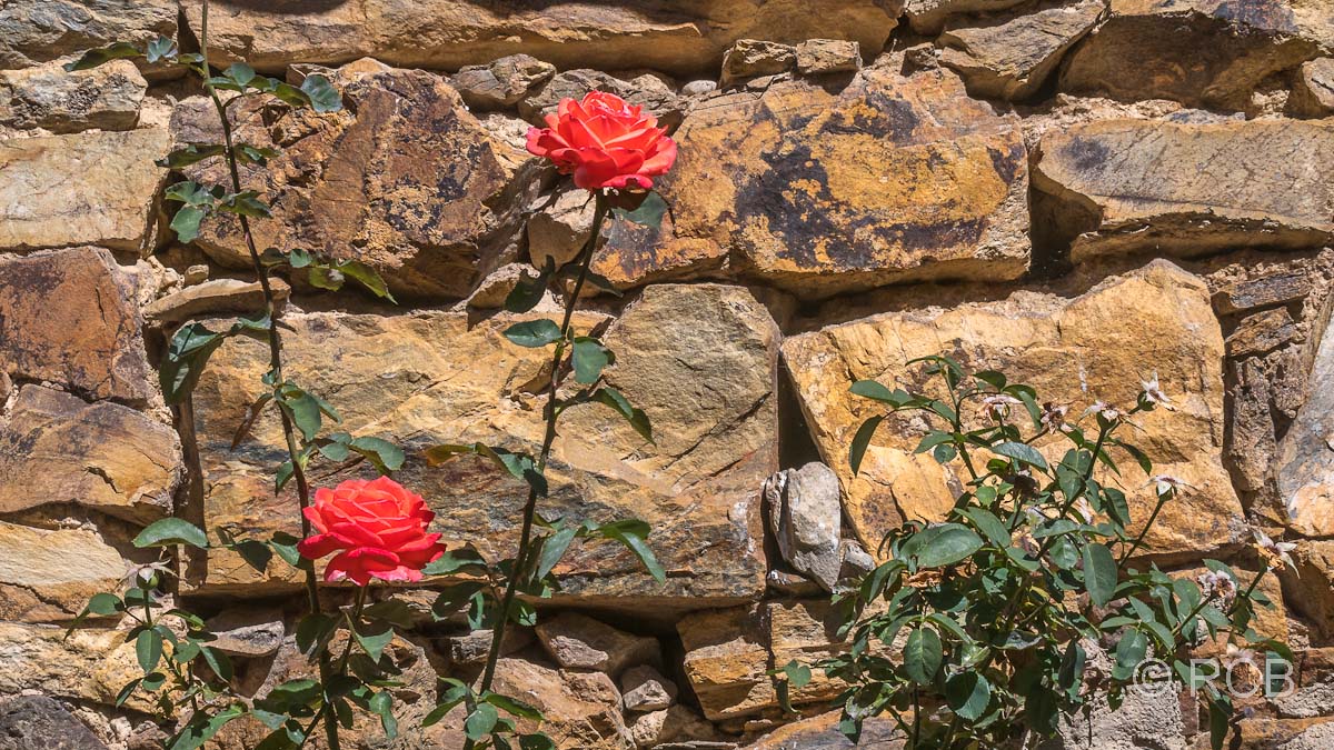 Rosen vor Steinmauer