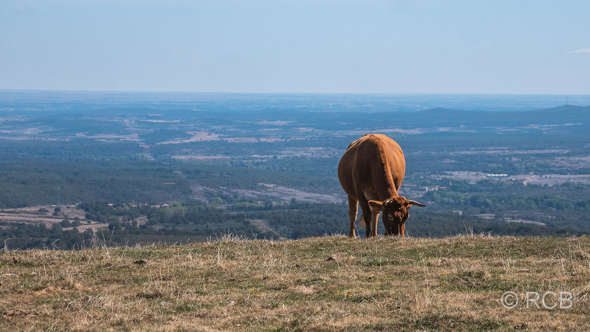Blick zurück über die Meseta in Foncebadón, im Vordergrund eine Kuh