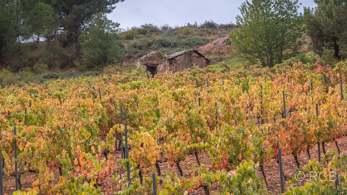 Herbstlaubfärbung von Weinreben
