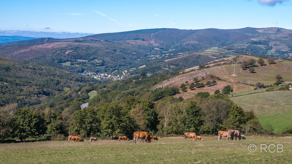 Kuhweide und galizische Landschaft