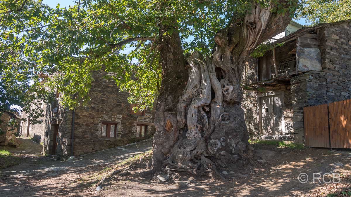 800-jähriger Kastanienbaum