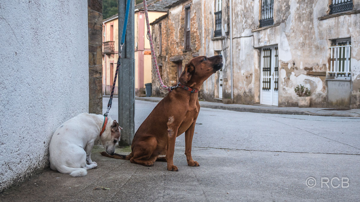 Hunde in Triacastela