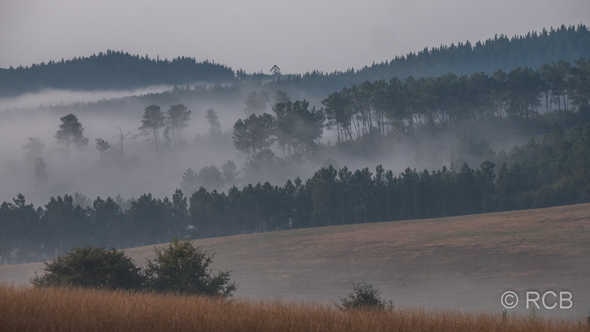Nebel über den Wäldern