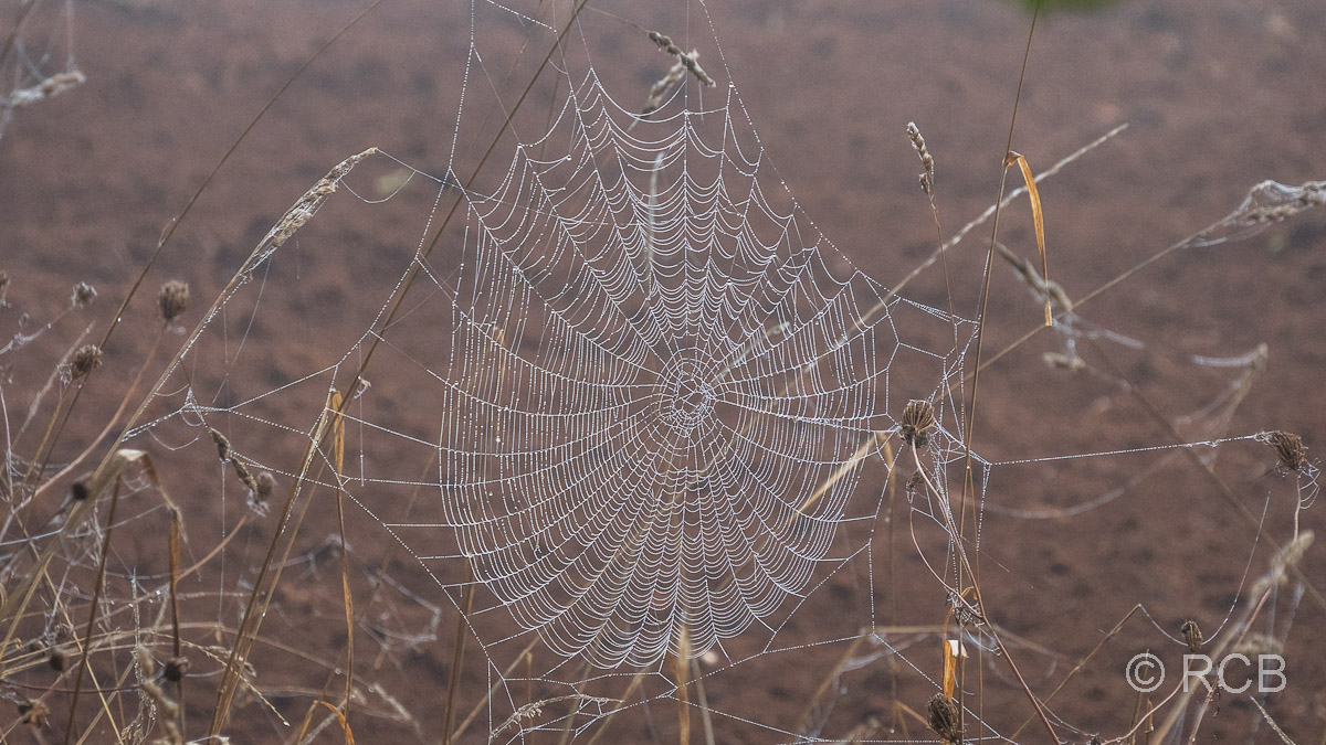 Spinnnennetz mit Tau