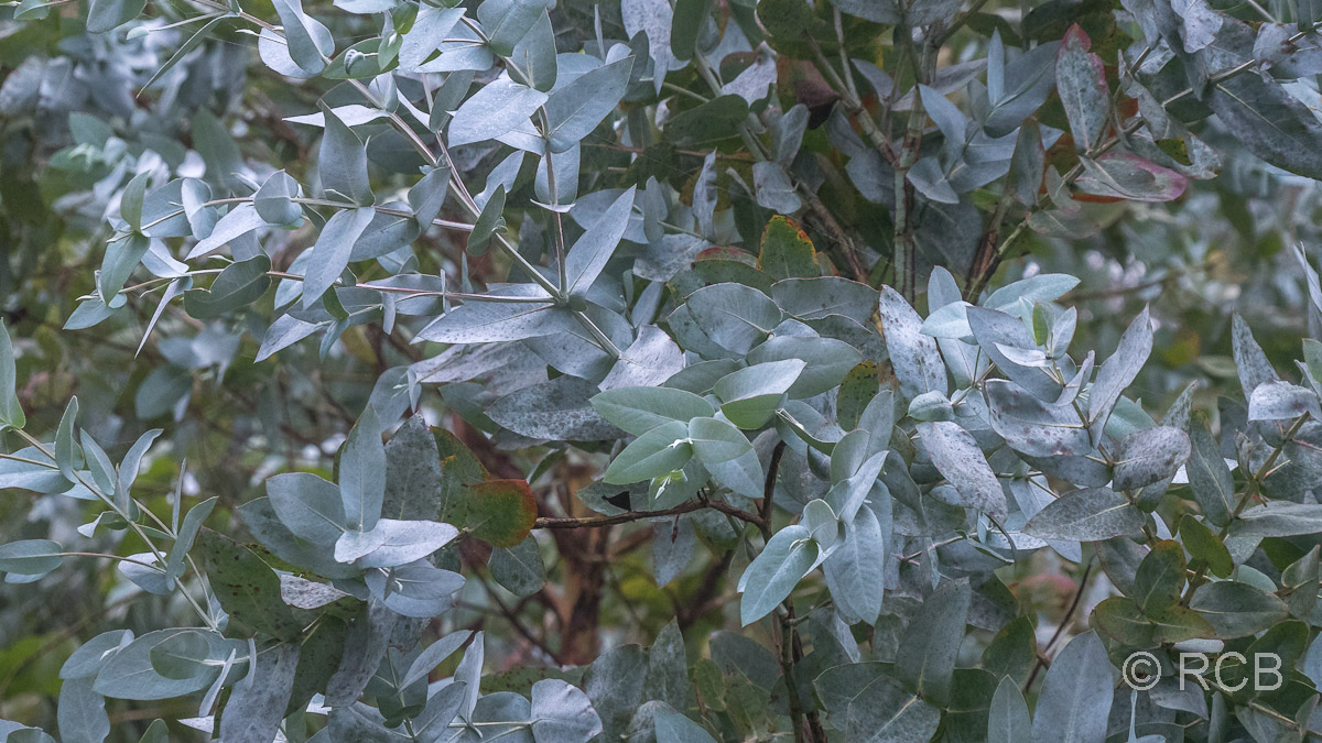 Eukalyptusblätter