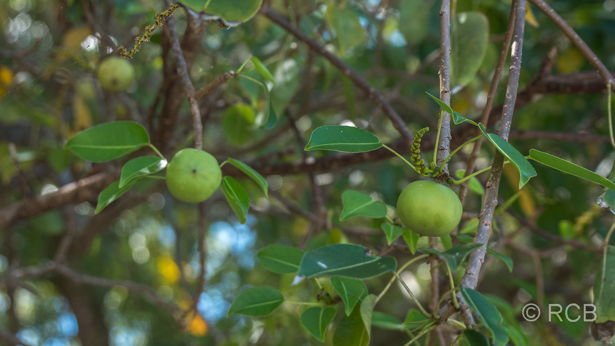 Früchte des Manzanillobaums, eines der giftigsten Bäume der Welt