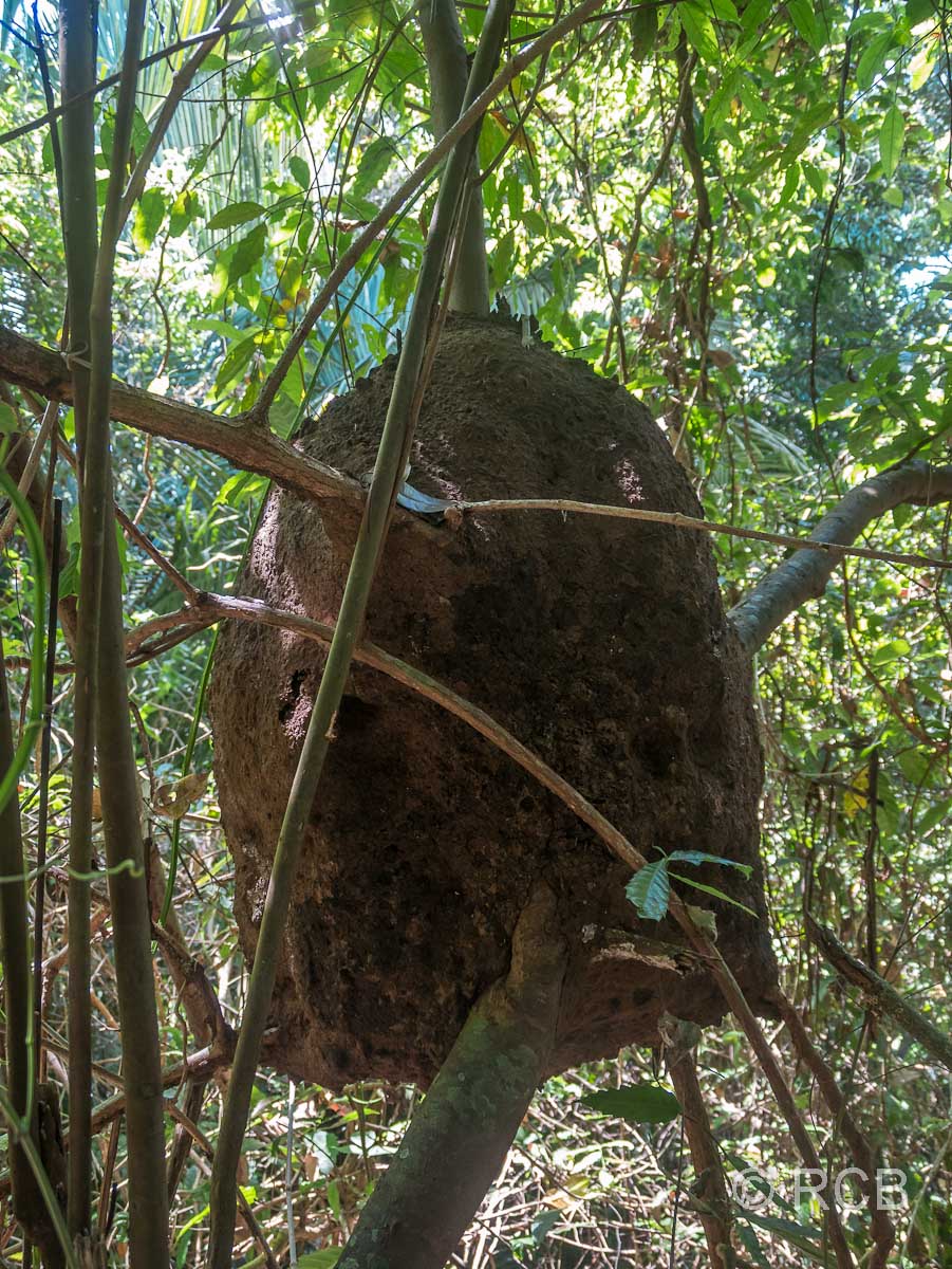 Termitennest im Baum