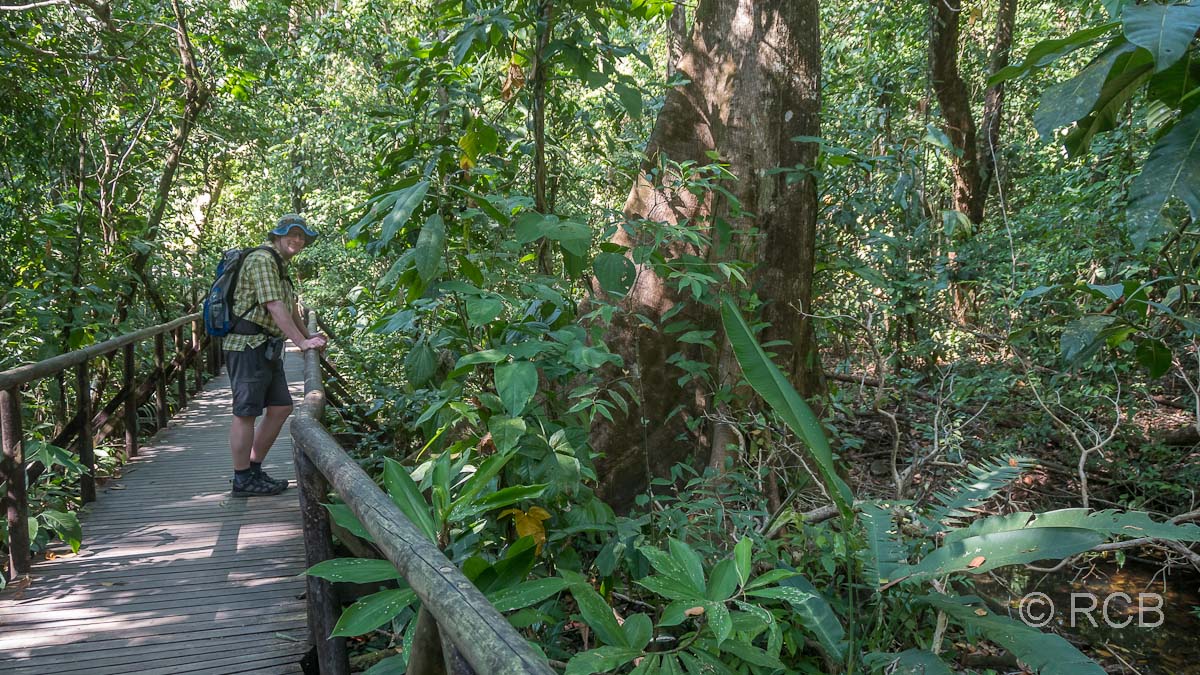 Trail im Manuel Antonio-Nationalpark