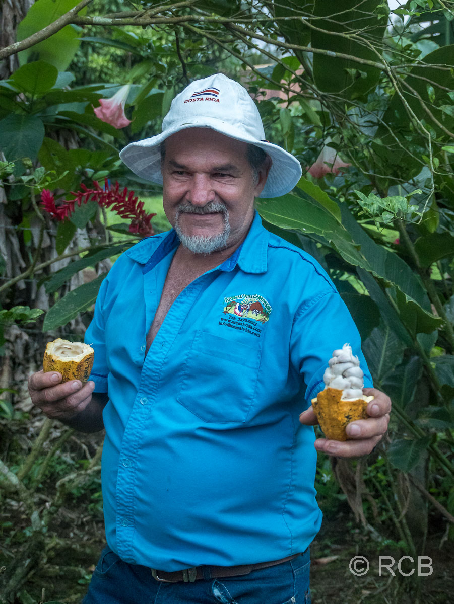 Bauer mit Kakaofrucht