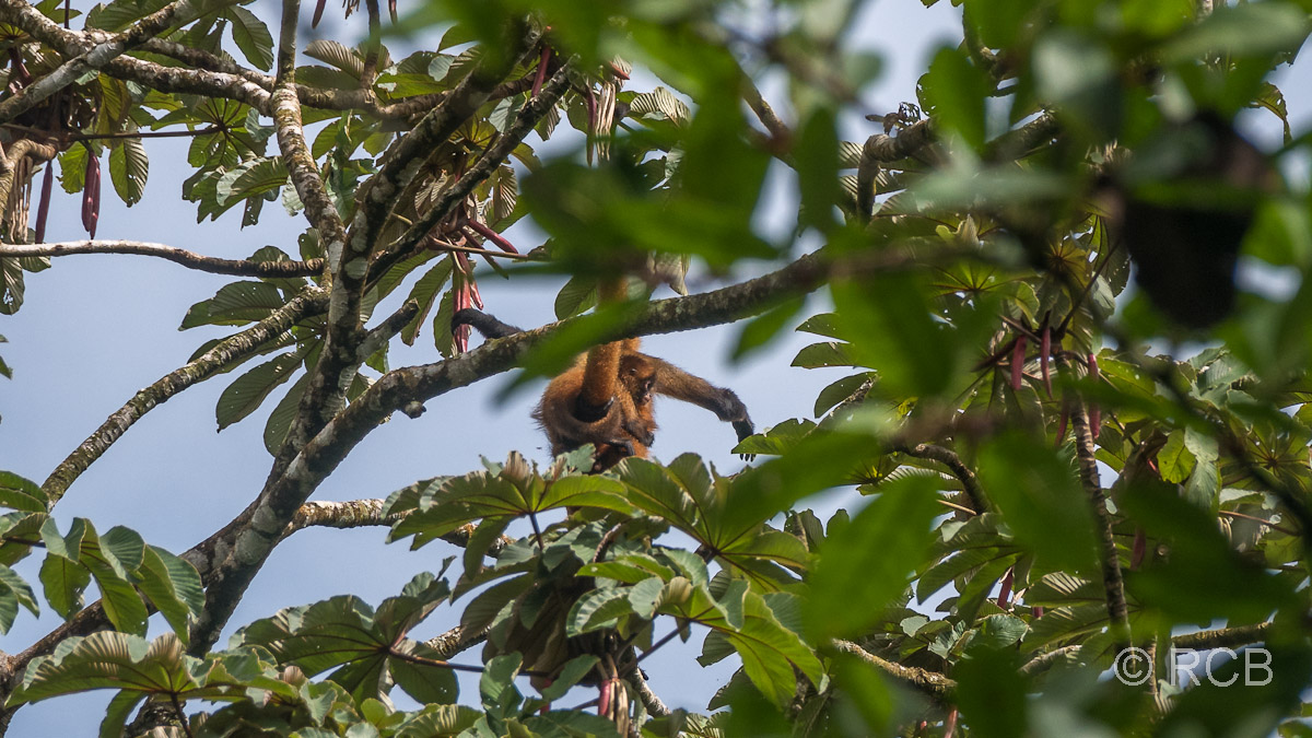 Klammeraffen, eine der vier Affenarten Costa Ricas