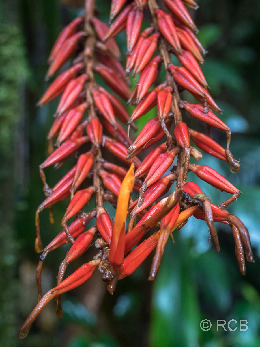 Blüte einer Pittcairnia
