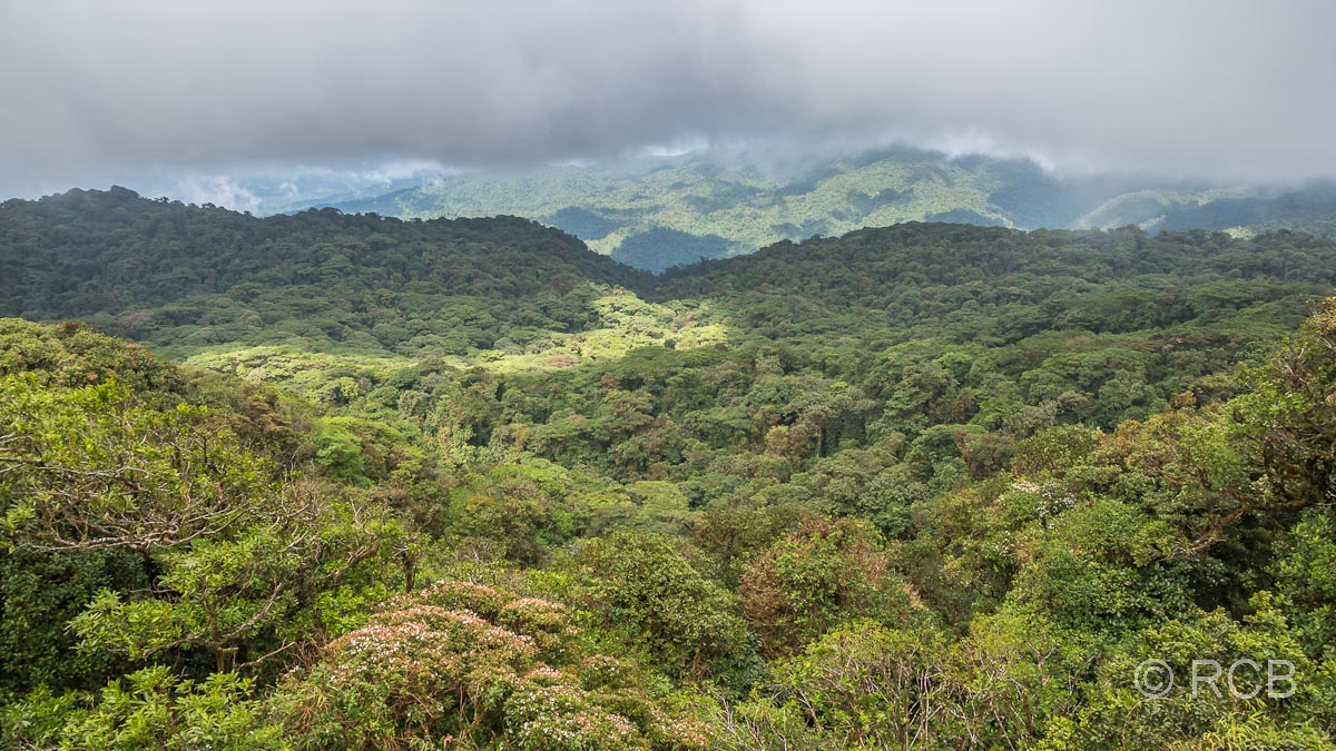 Prächtiger Nebelwald bildet das Santa Elena-Naturreservat.