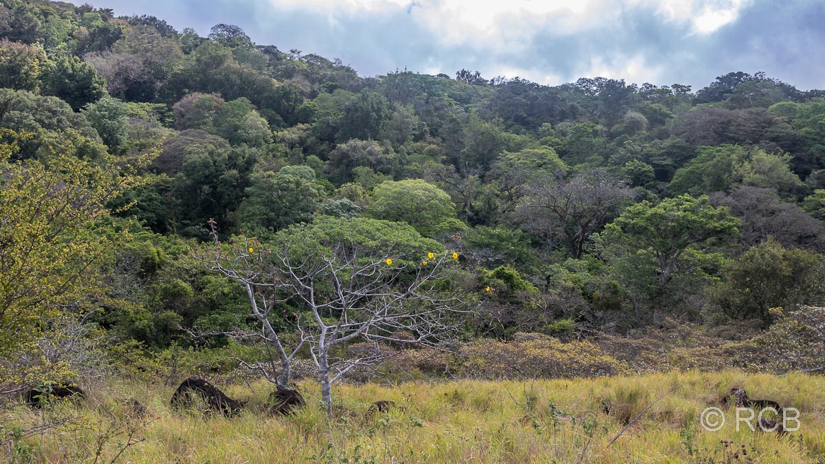 Savannenlandschaft am Fuße des Vulkans Rincon de la Vieja