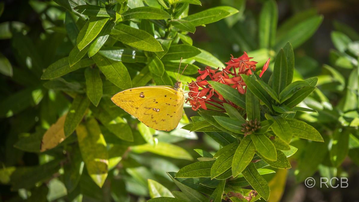 Schmetterling Phoebis sennae