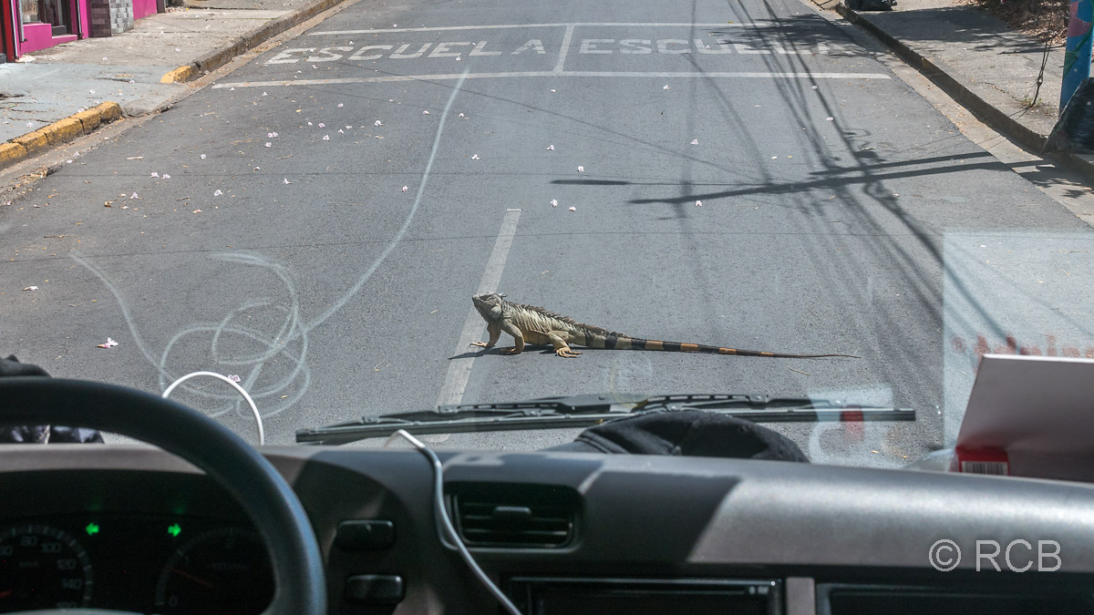 Ein Grüner Leguan quert die Straße in Santa Cruz.
